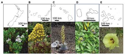 Polyploidy on Islands: Its Emergence and Importance for Diversification